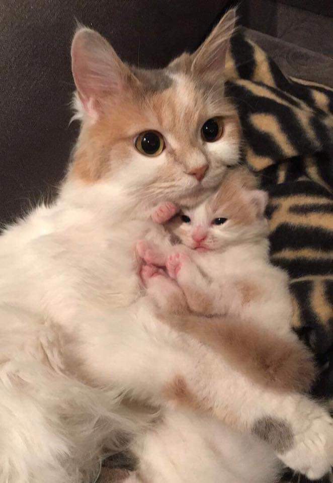 cat